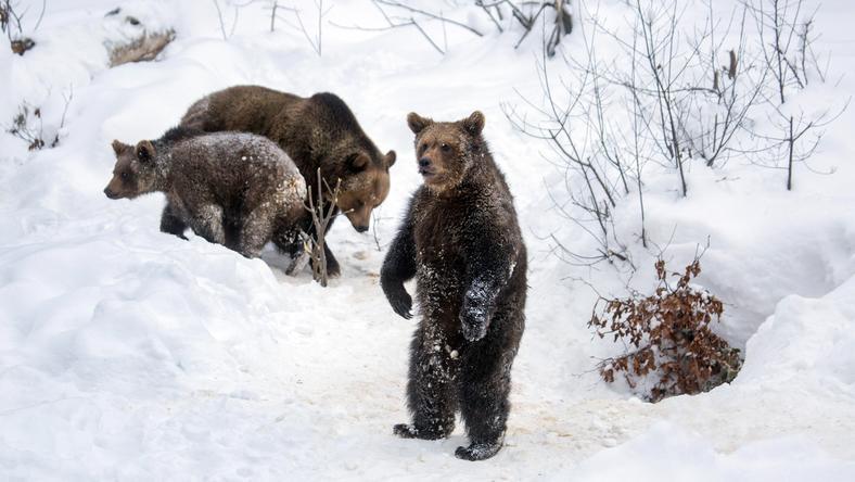 为什么会闹熊灾?因为熊冬天根本没真的睡着啊